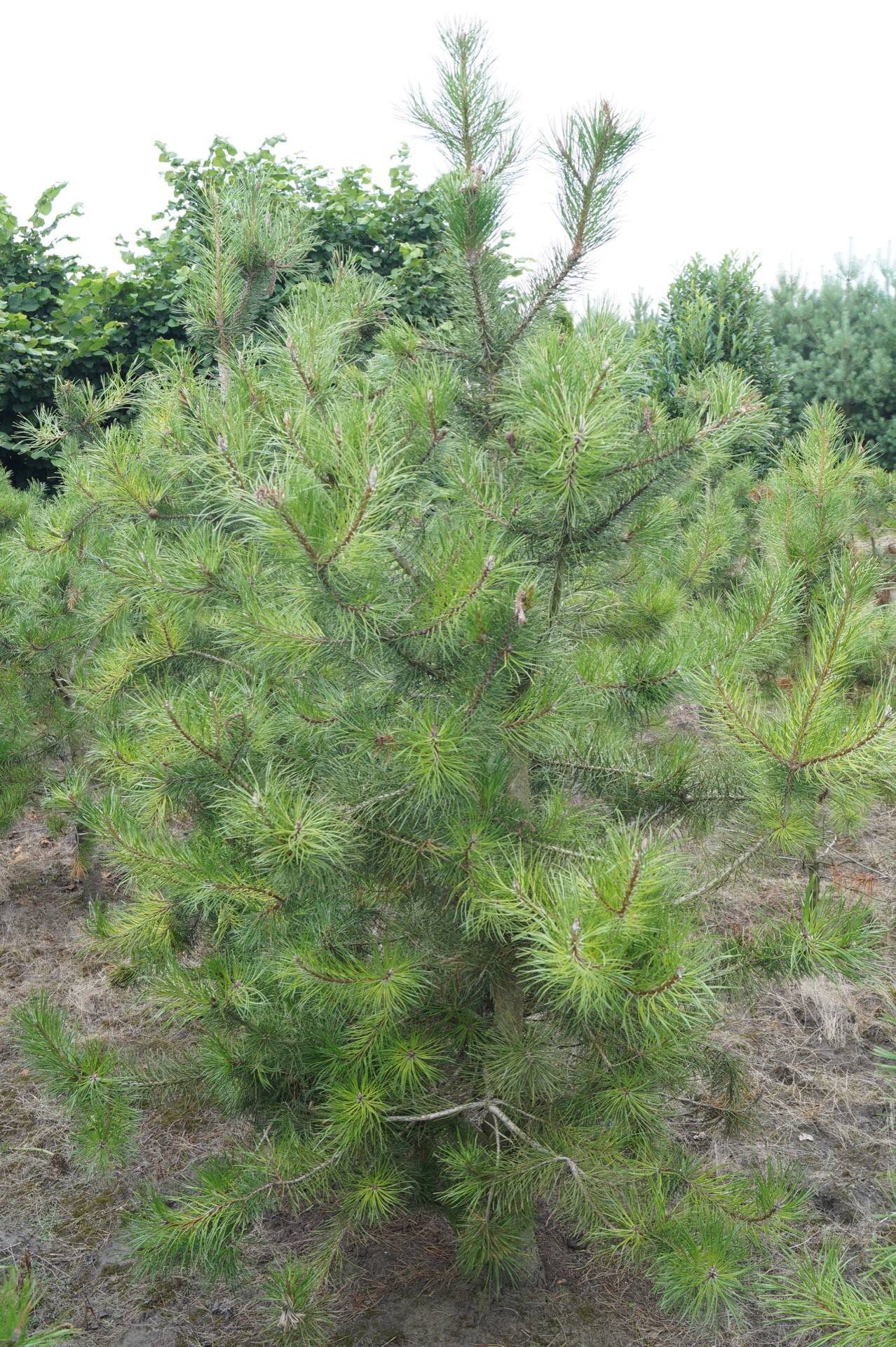Pinus contorta_05